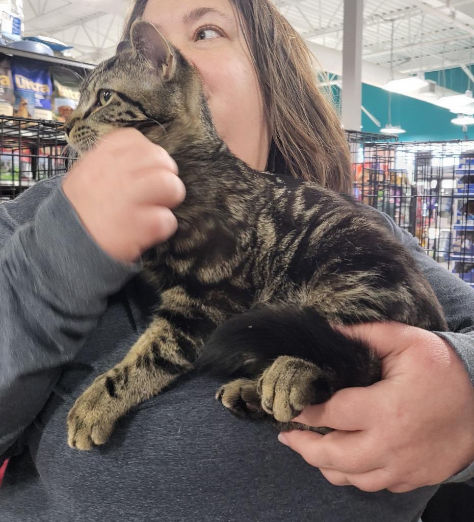 Enlarge Casserole, a Adoptable mixed breed in Buford, GA image 2/5