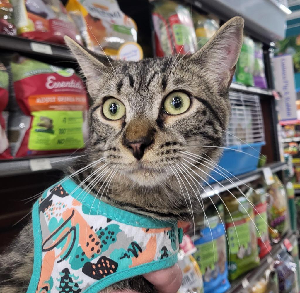 Enlarge Casserole, a Adoptable mixed breed in Buford, GA image 3/5