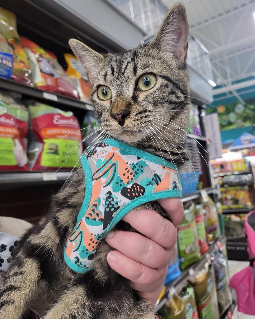 Enlarge Casserole, a Adoptable mixed breed in Buford, GA image 4/5