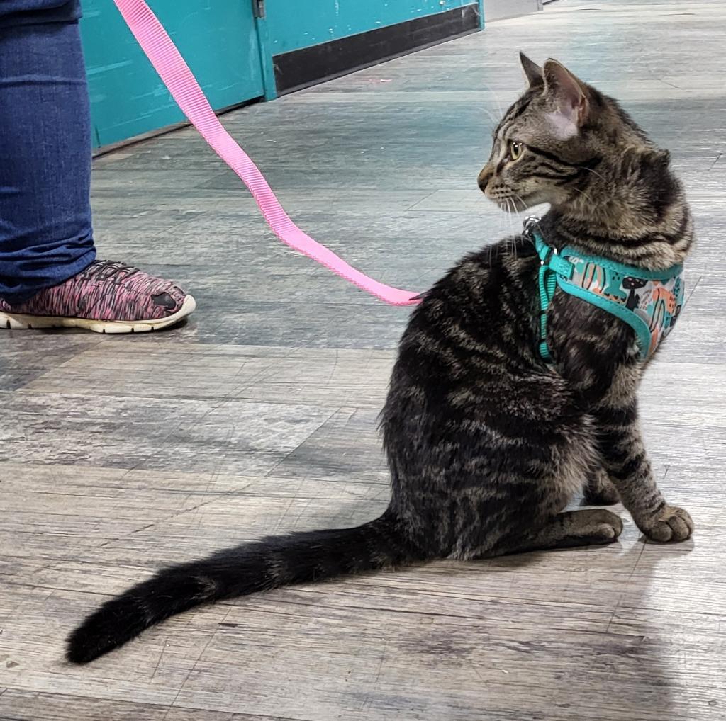 Casserole, a Adoptable mixed breed in Buford, GA image 4/5