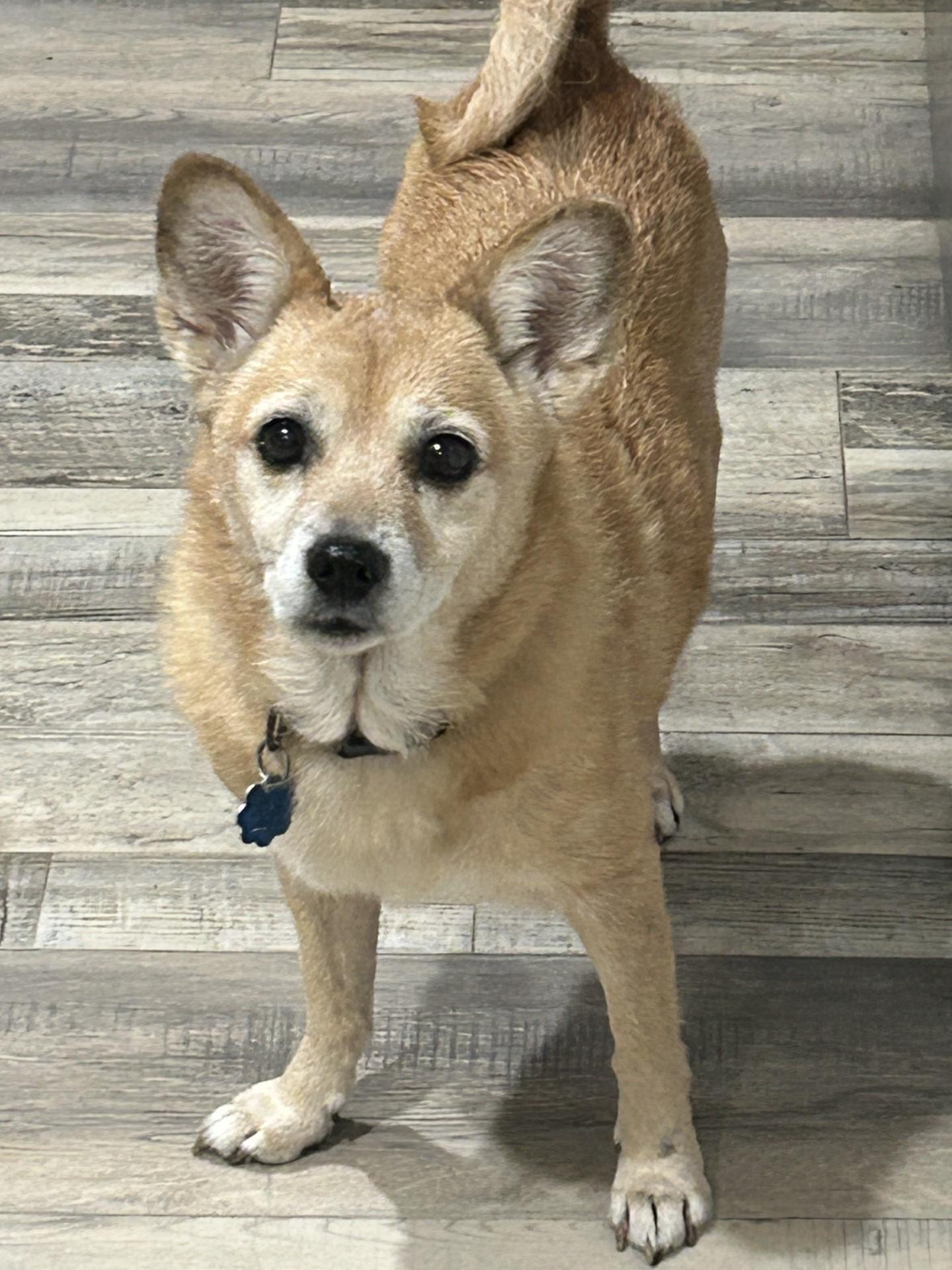 Judy, ADOPTABLE, Senior Female Corgi.