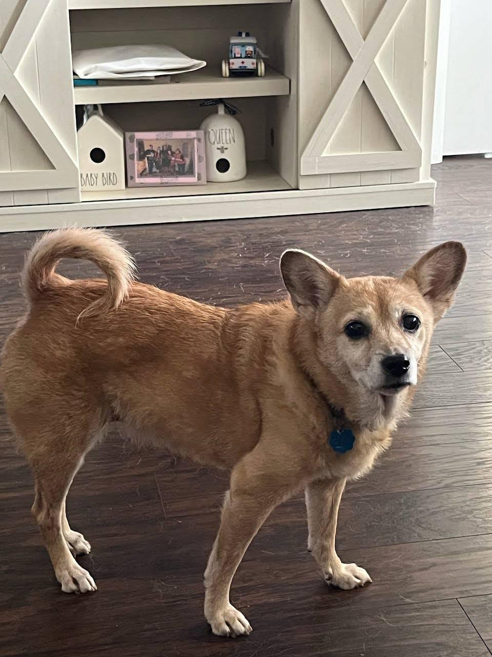 Enlarge Judy, a ADOPTABLE mixed breed in Sarasota, FL image 2/2