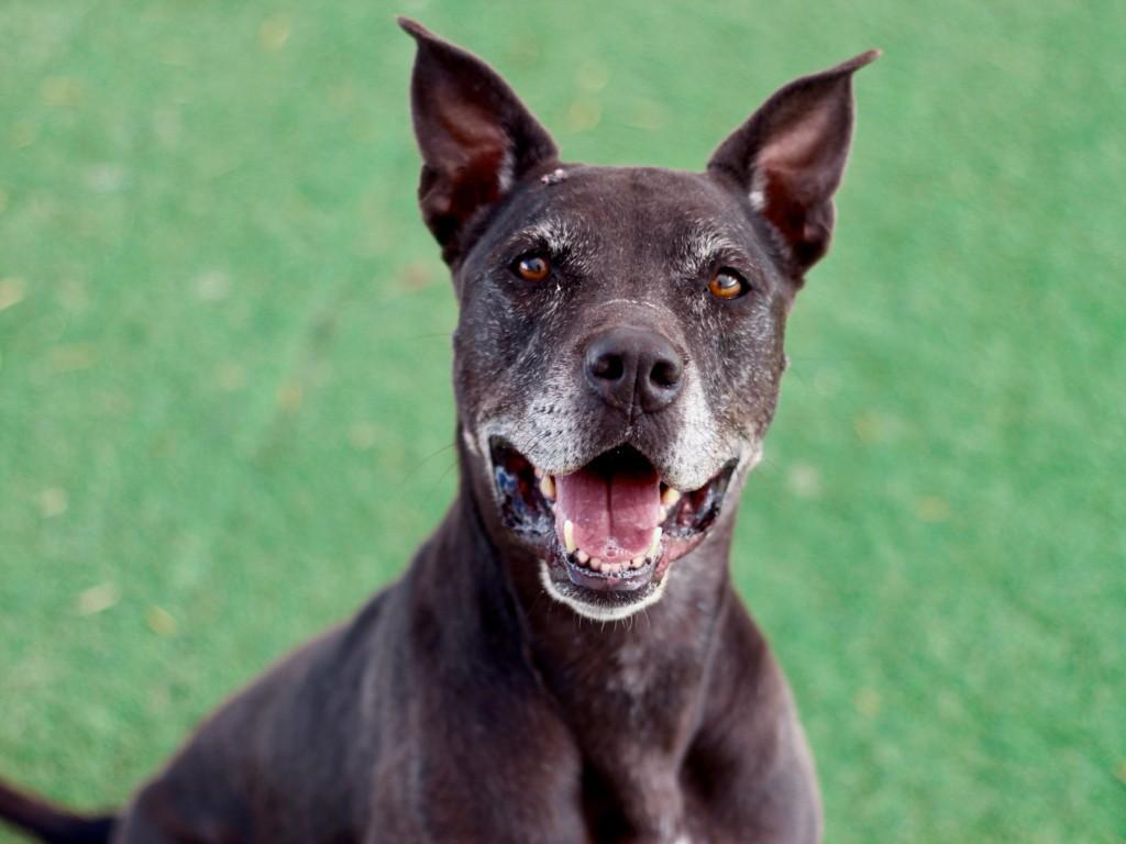 CECE, Adoptable, Adult Female Boxer & Pit Bull Terrier.