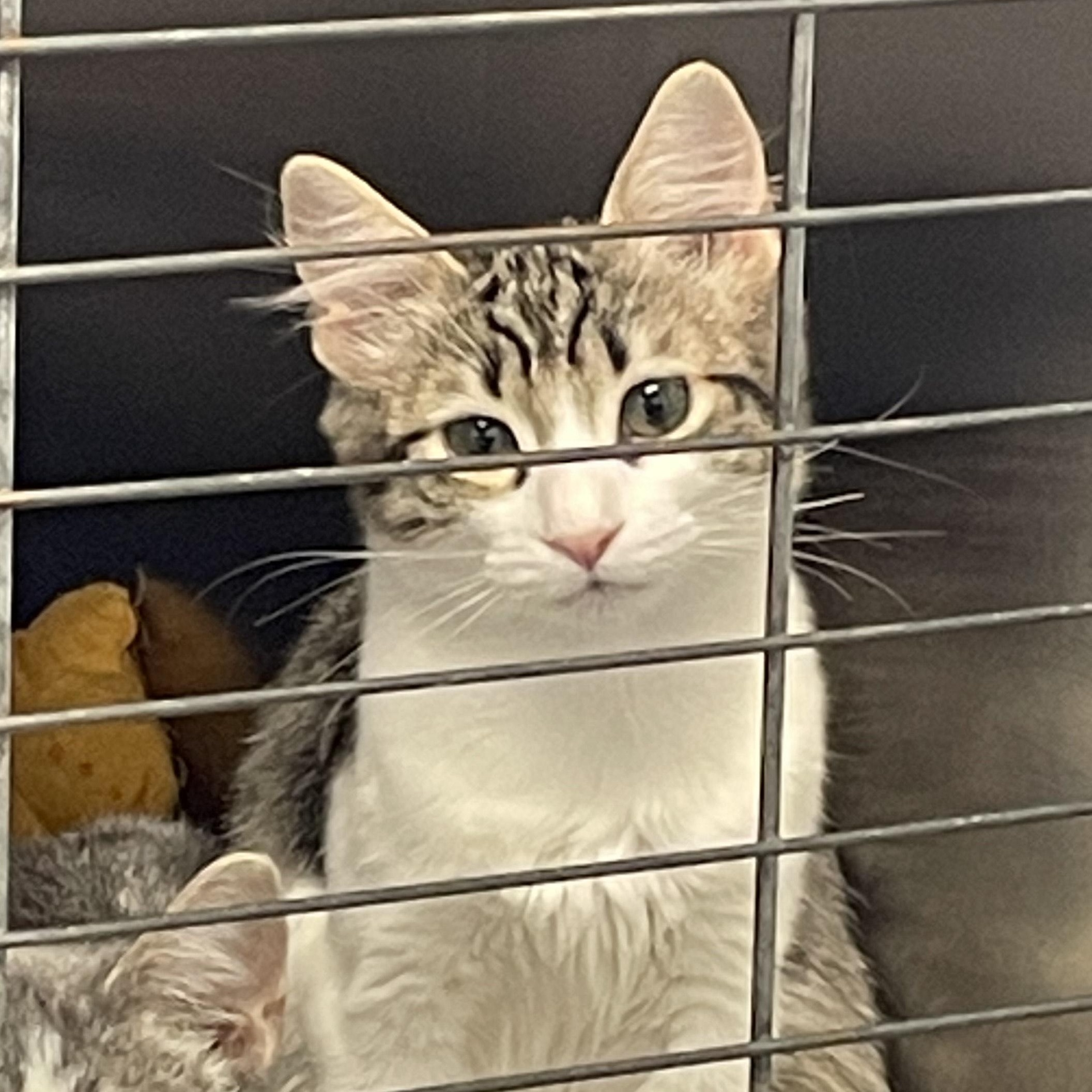 Enlarge Mochi, a Adoptable Domestic Short Hair in Brooks, AB image 2/3