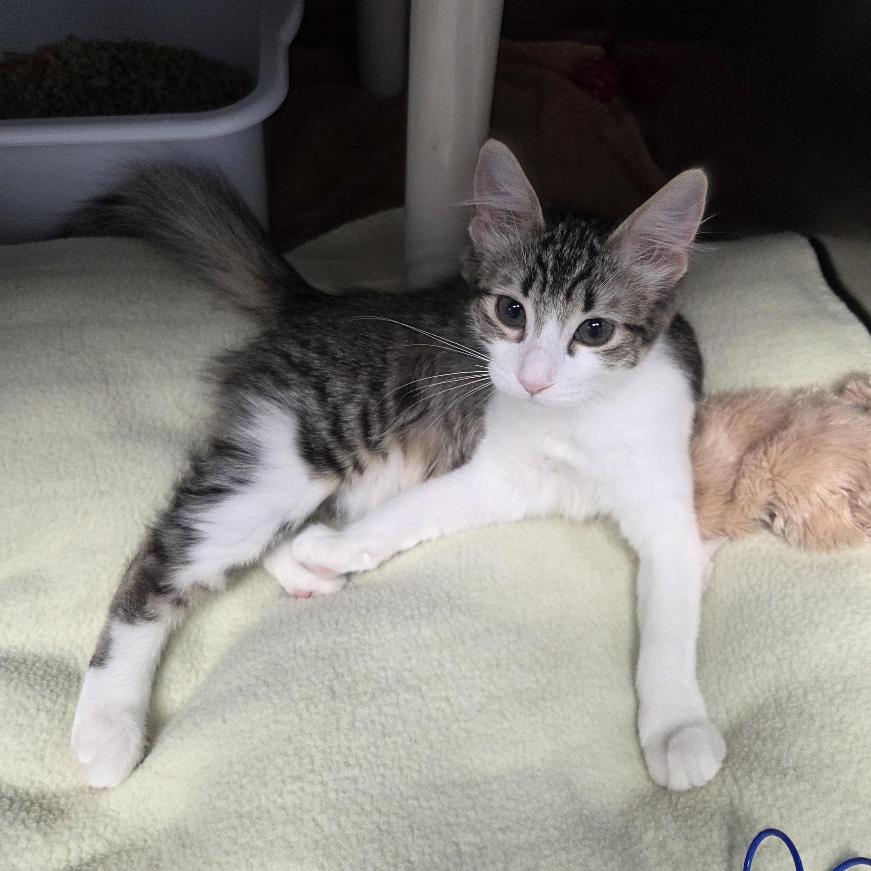 Enlarge Mochi, a Adoptable Domestic Short Hair in Brooks, AB image 1/3