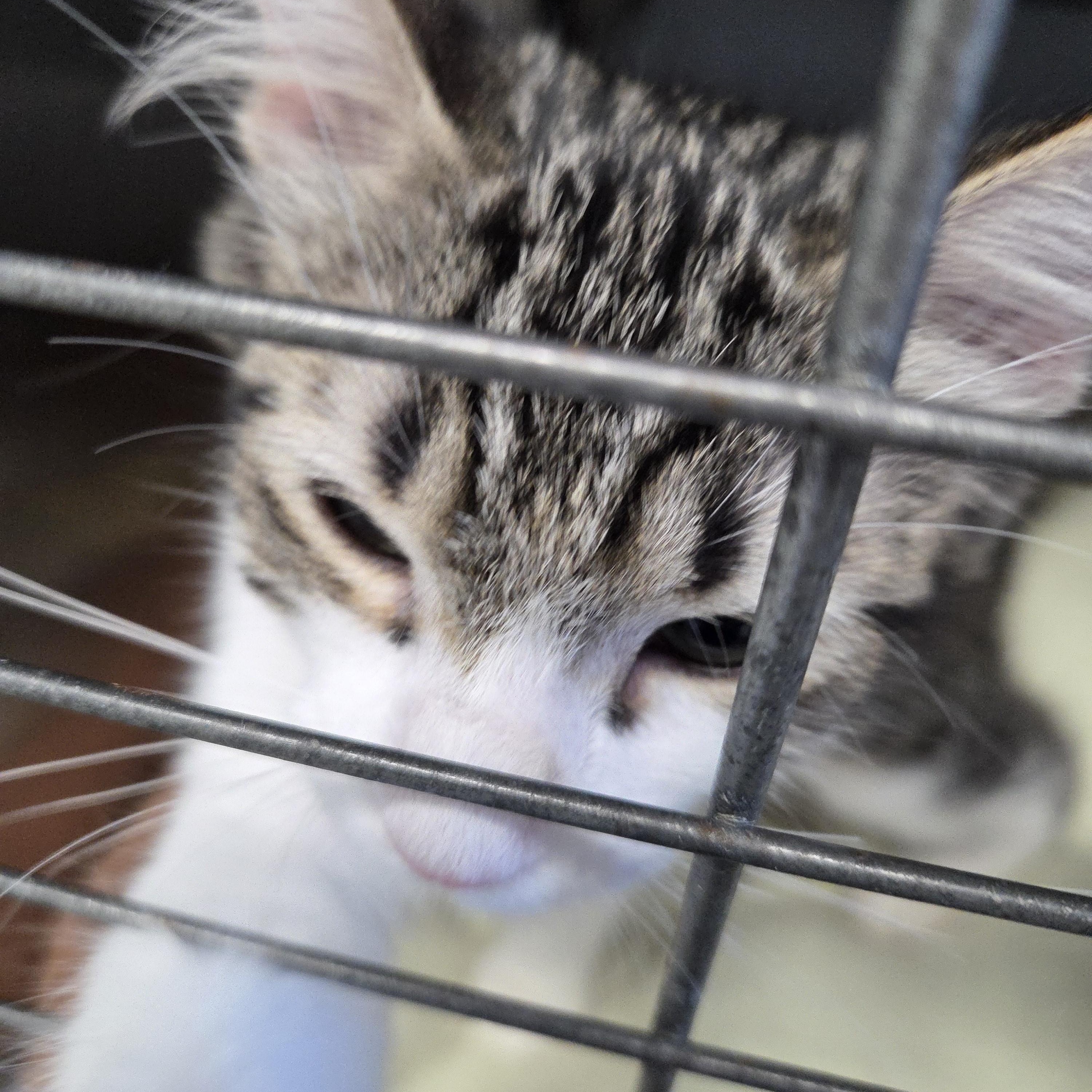 Enlarge Mochi, a Adoptable Domestic Short Hair in Brooks, AB image 3/3
