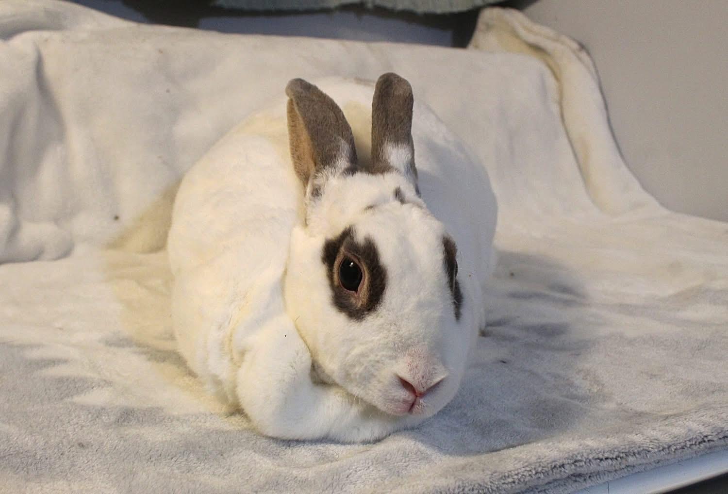 Enlarge Marmalade, a ADOPTABLE Rex in Hillside, NJ image 2/3