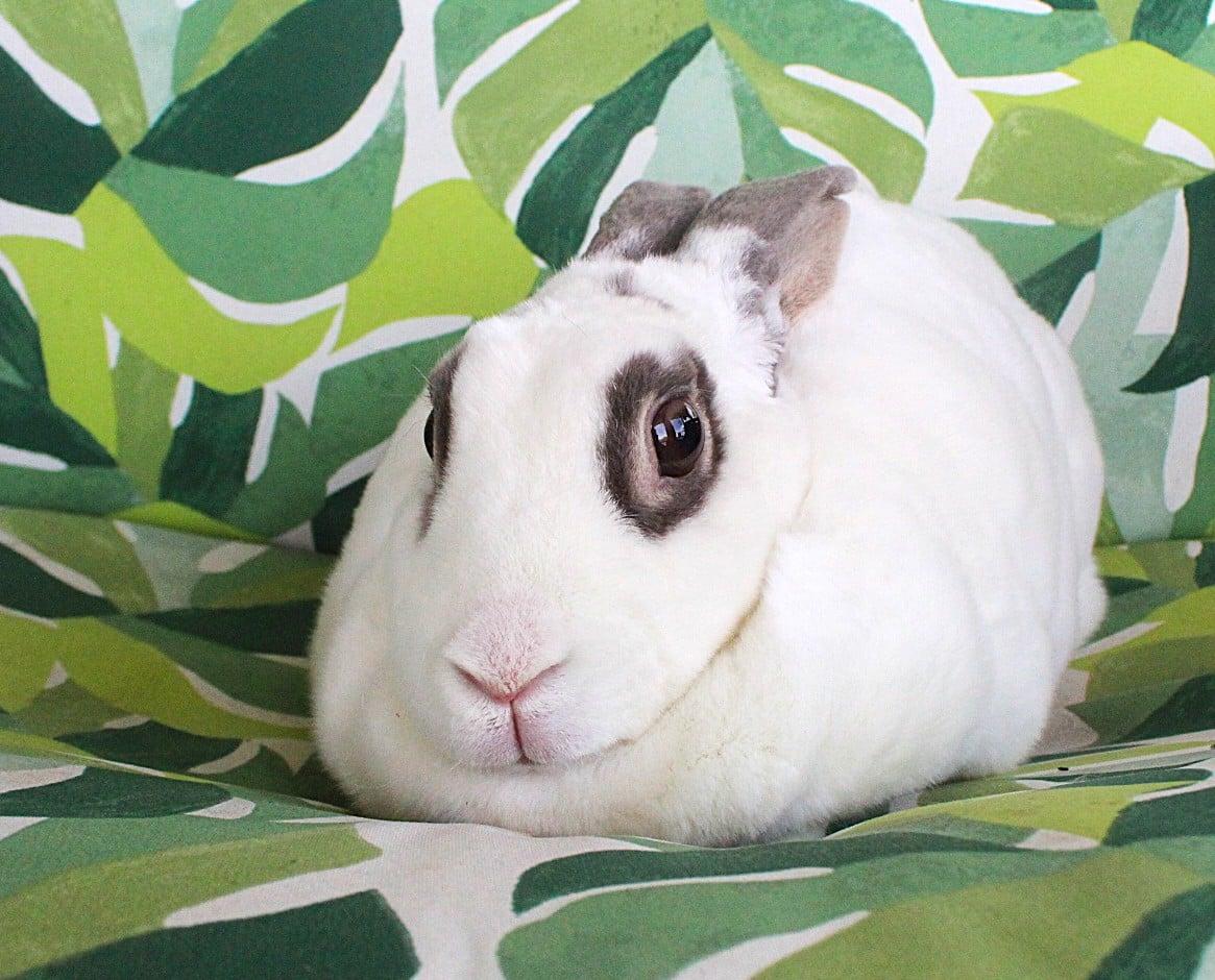 Enlarge Marmalade, a ADOPTABLE Rex in Hillside, NJ image 1/4