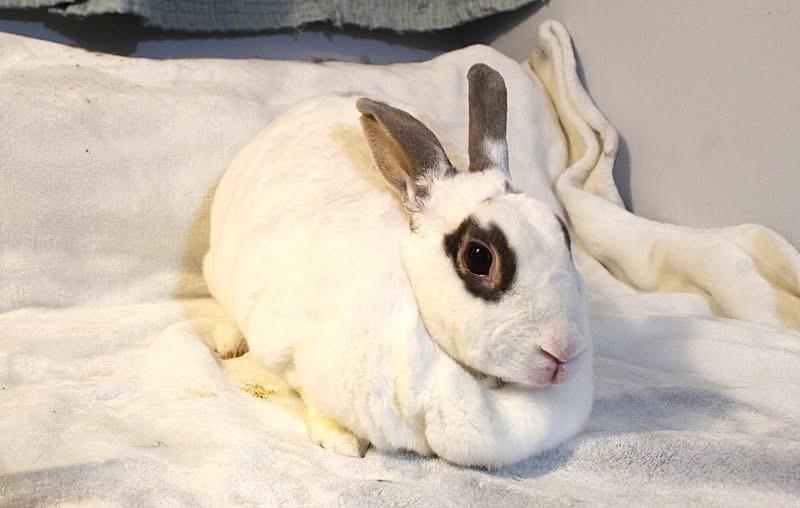 Enlarge Marmalade, a ADOPTABLE Rex in Hillside, NJ image 1/3