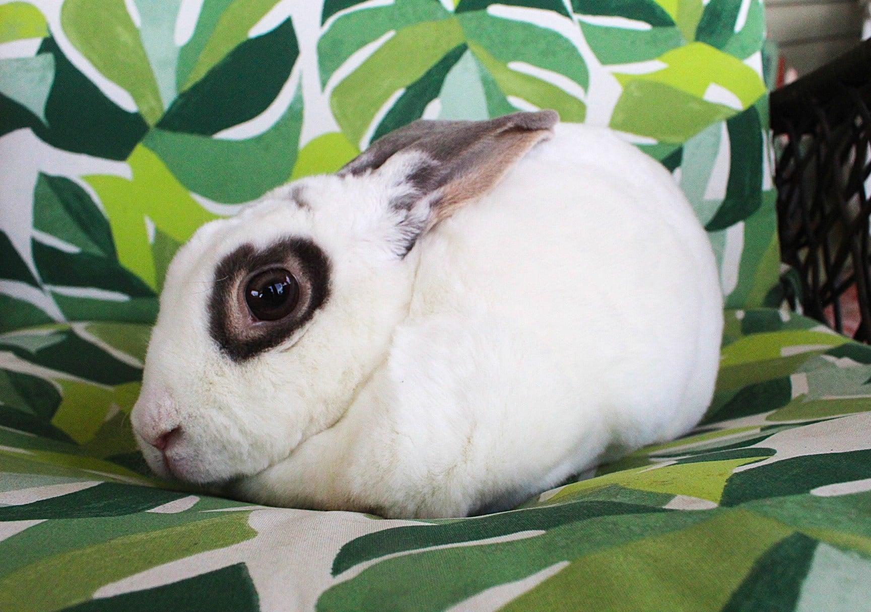 Enlarge Marmalade, a ADOPTABLE Rex in Hillside, NJ image 2/4