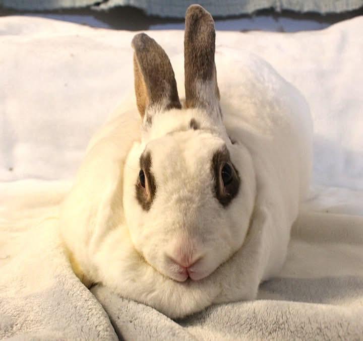 Enlarge Marmalade, a ADOPTABLE Rex in Hillside, NJ image 3/3