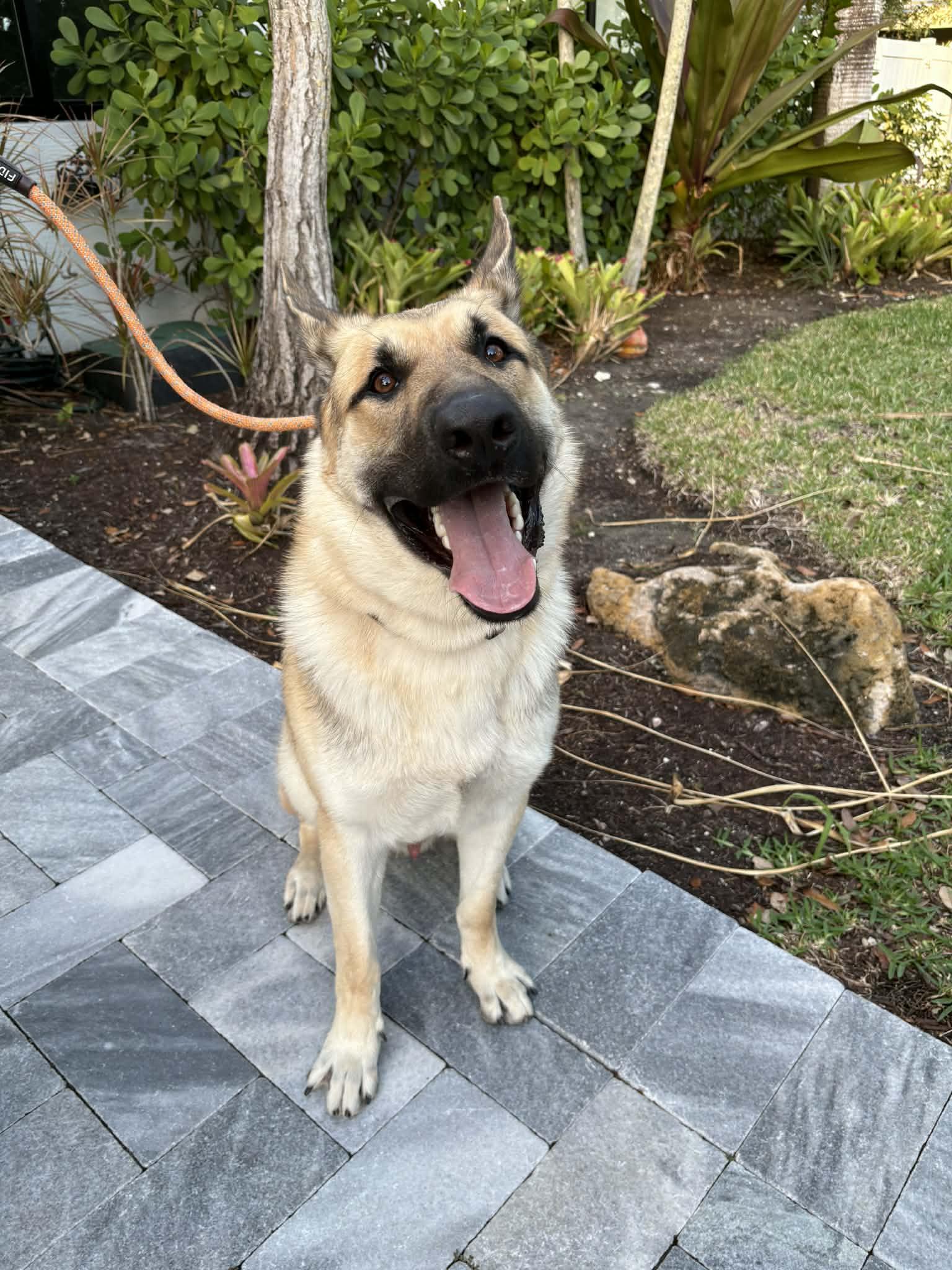 Enlarge Pluto 3160, a Adoptable German Shepherd Dog in Pompano Beach, FL image 1/3