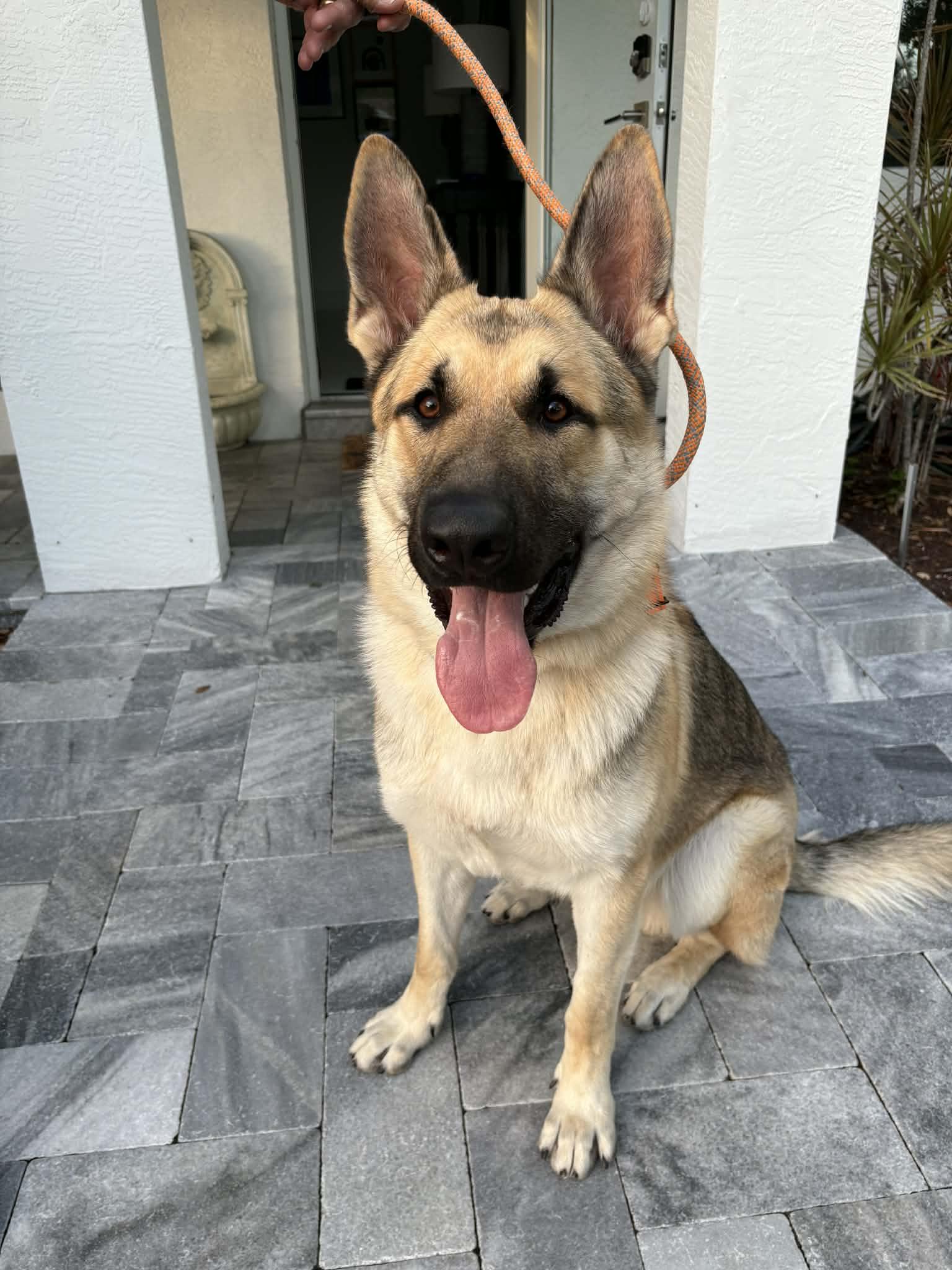 Enlarge Pluto 3160, a Adoptable German Shepherd Dog in Pompano Beach, FL image 2/3