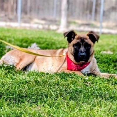 Brody photo 1