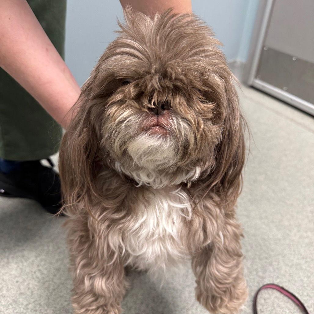 Enlarge Gizmo, a Adopted Shih Tzu in New Castle, DE image 1/1