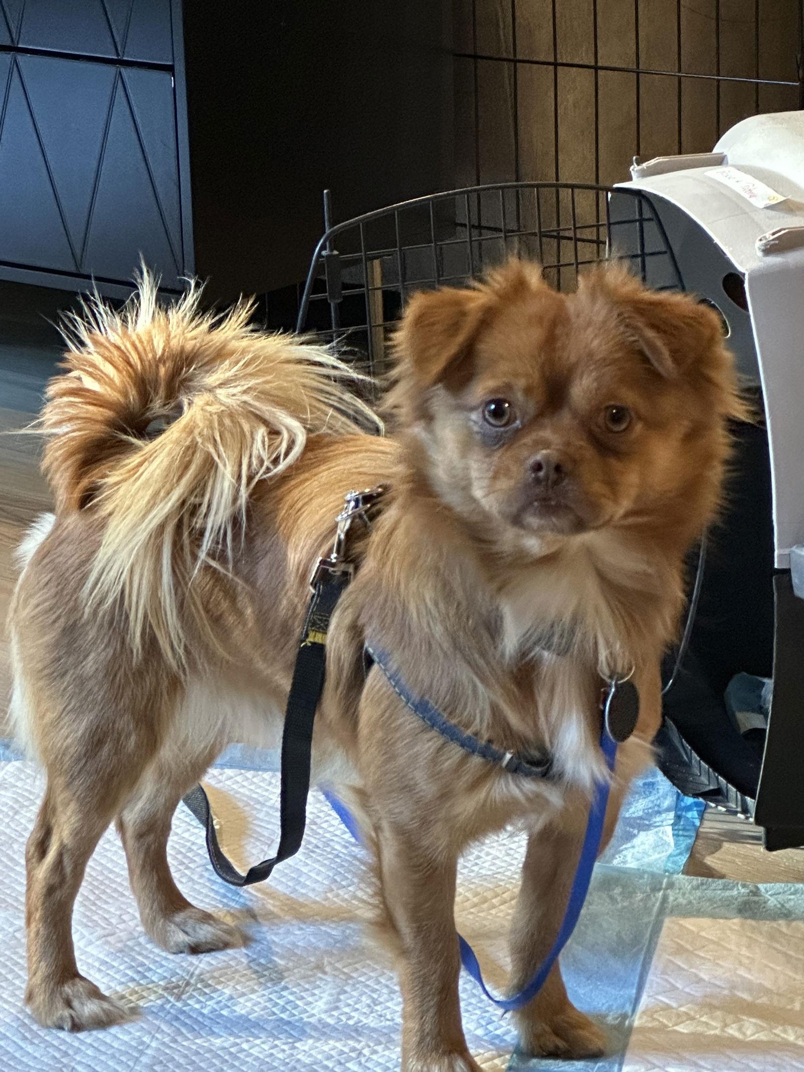 Luke, Adoptable, Adult Male Pomeranian.