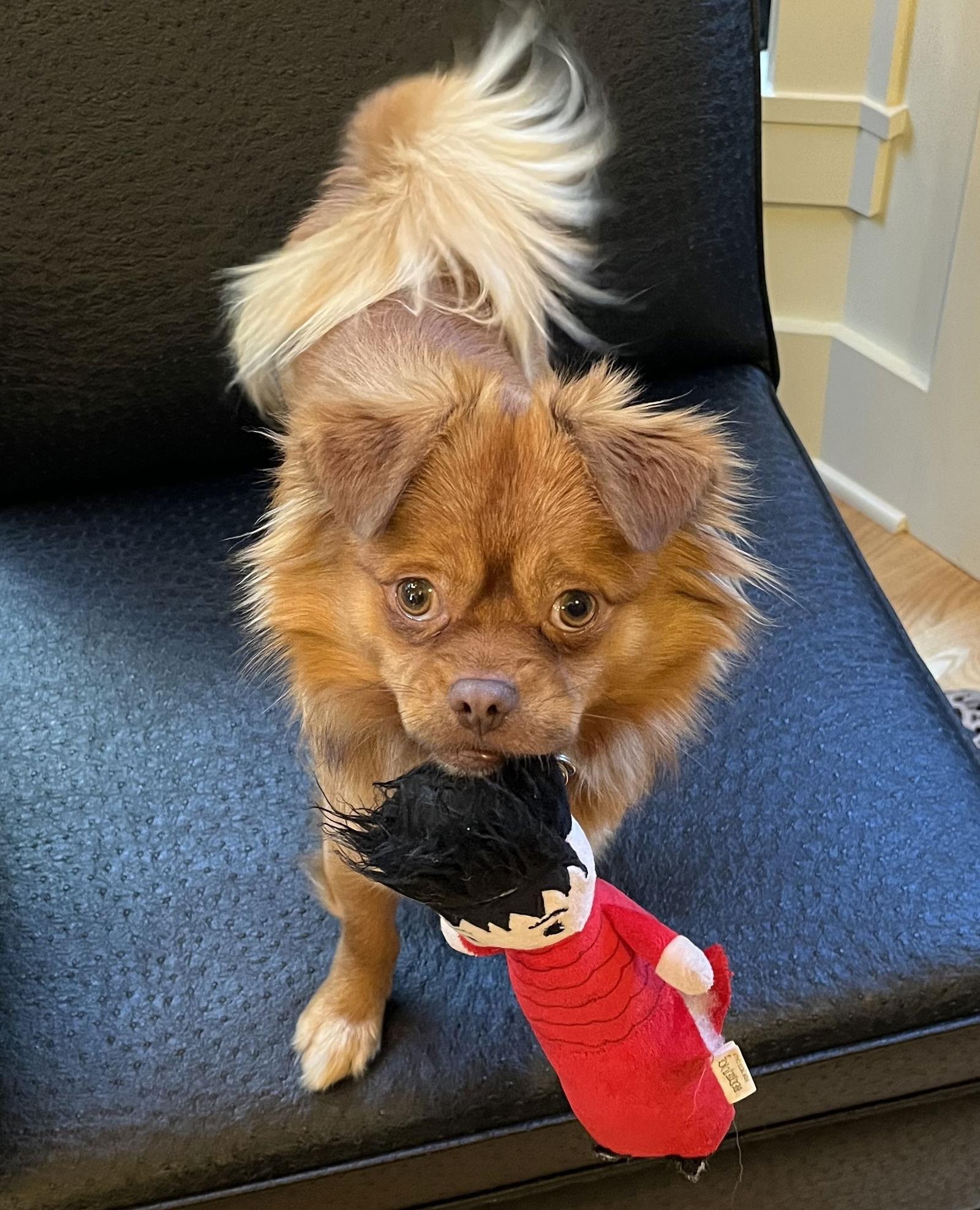 Luke, a Adoptable Pomeranian in Seattle, WA image 2/3