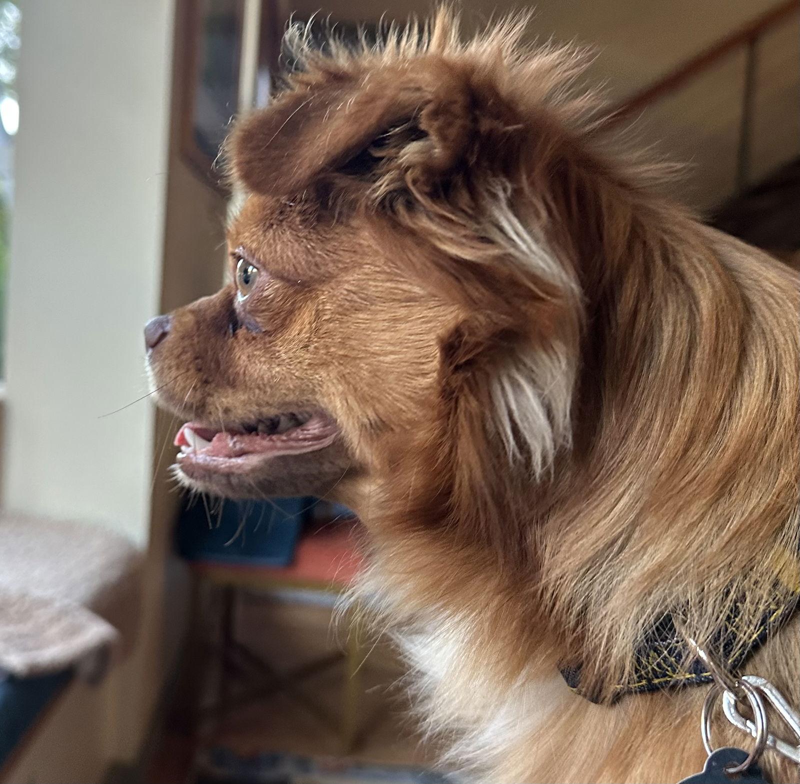 Luke, a Adoptable Pomeranian in Seattle, WA image 3/3