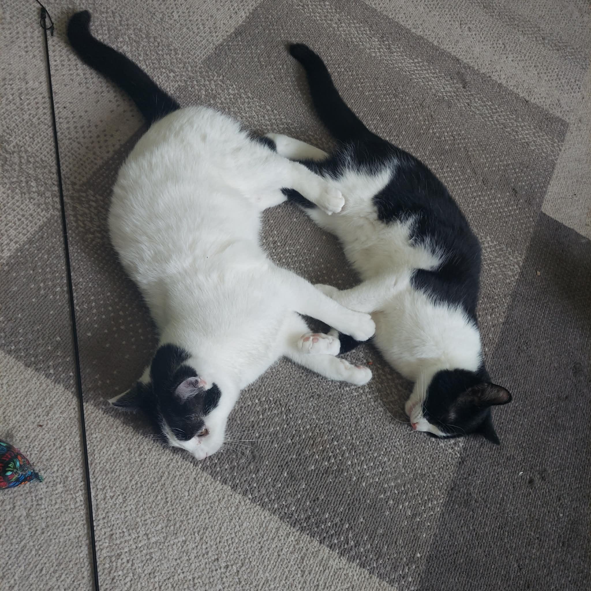 Enlarge Forrest, an adopted Domestic Short Hair in North Huntingdon, PA image 5/6