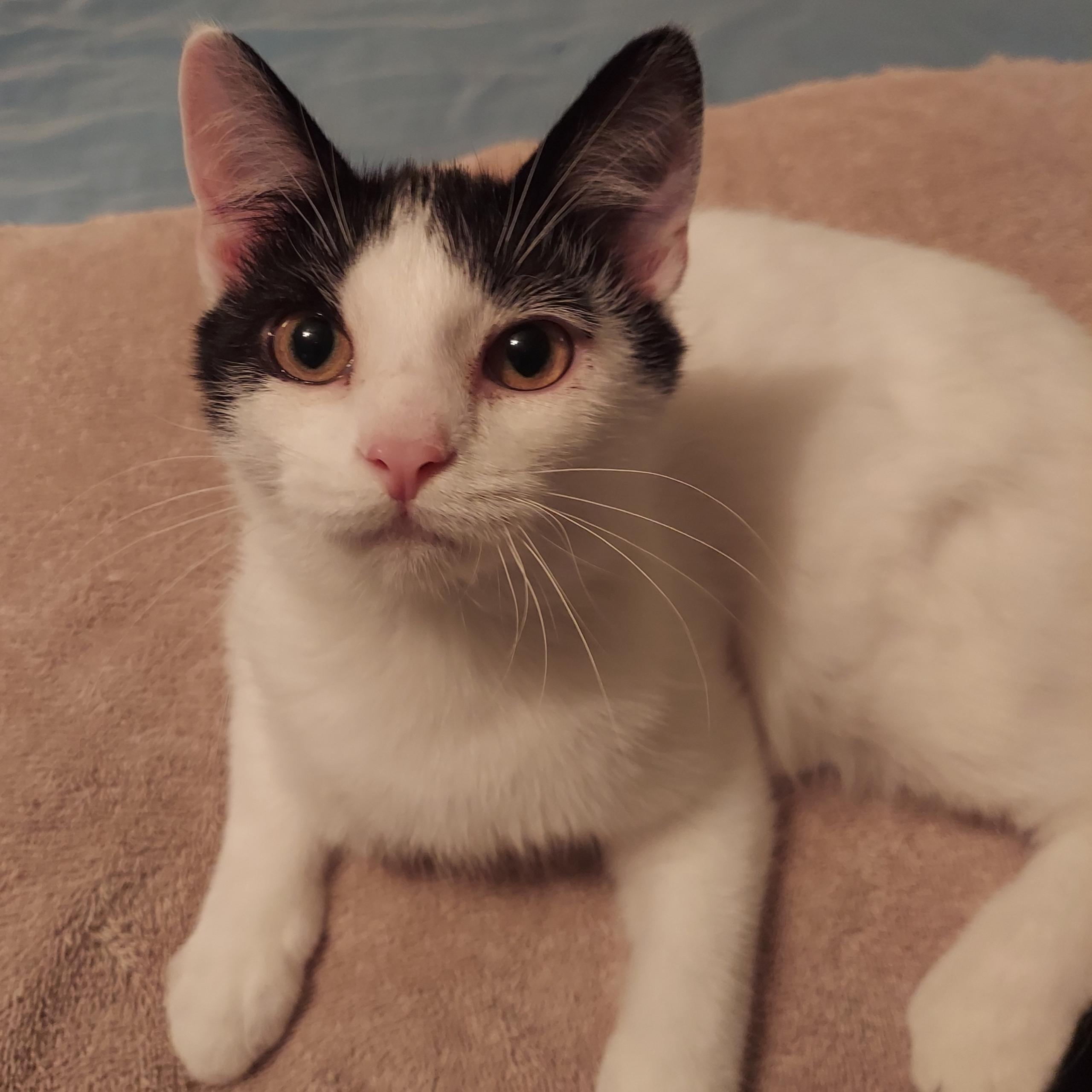 Forrest, Adoptable, Kitten Male Domestic Short Hair.