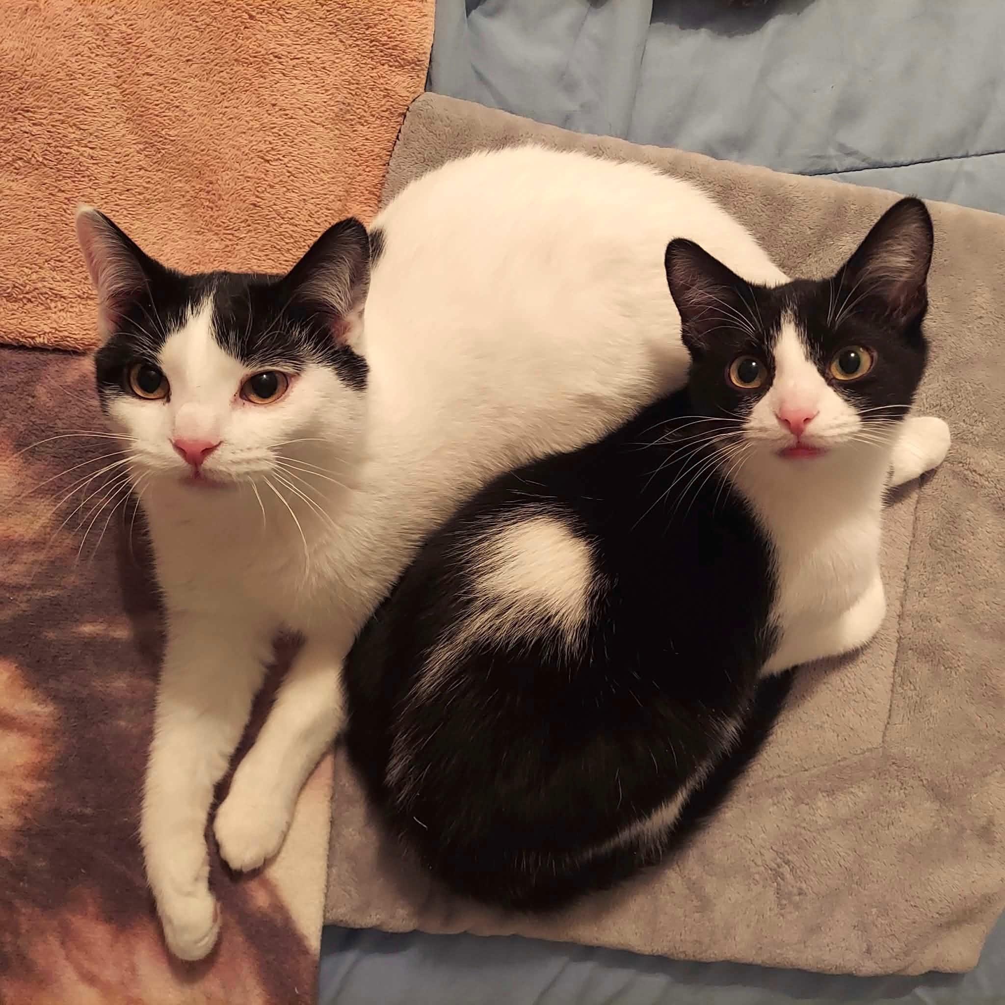 Enlarge Forrest, an adopted Domestic Short Hair in North Huntingdon, PA image 6/6