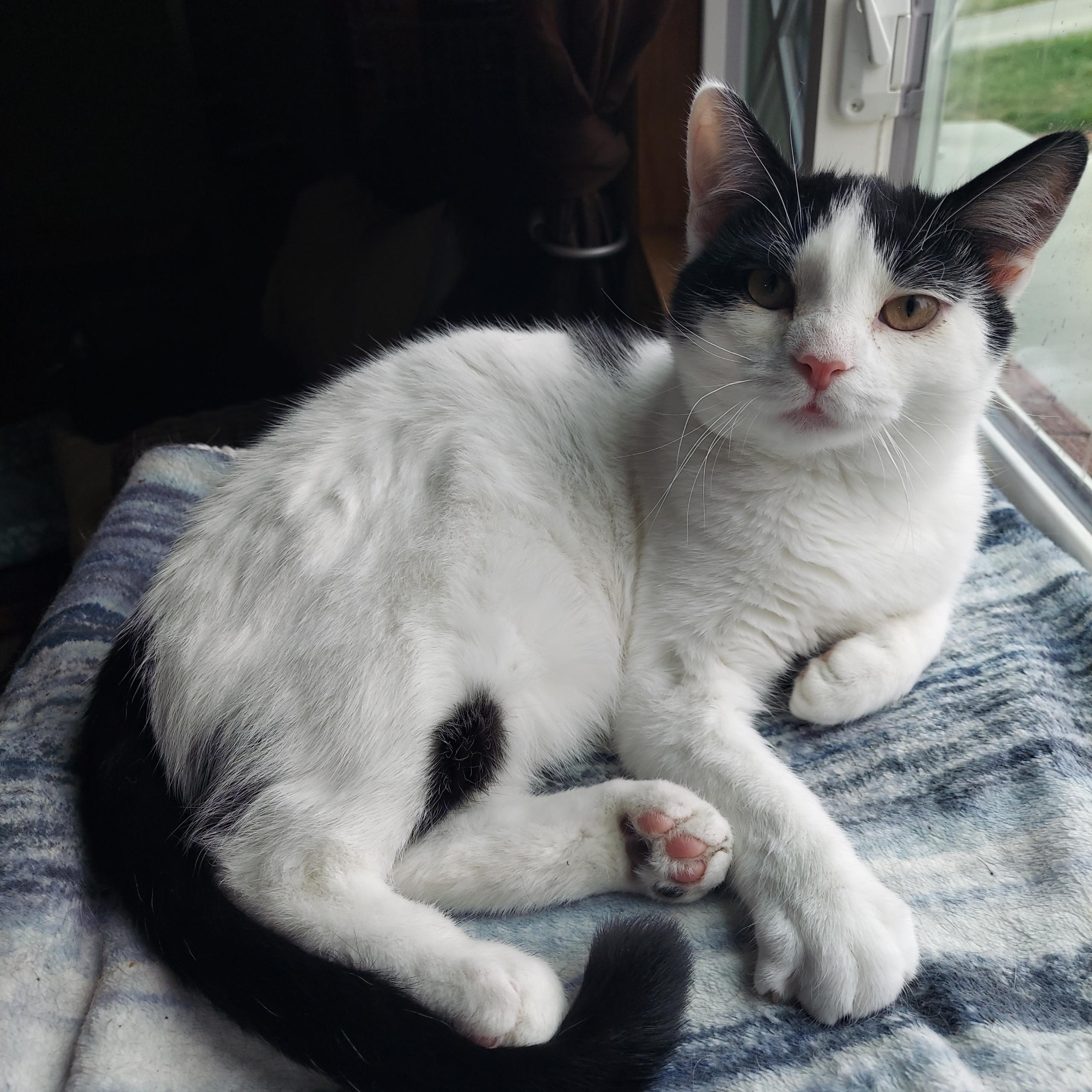 Enlarge Forrest, an adopted Domestic Short Hair in North Huntingdon, PA image 2/6