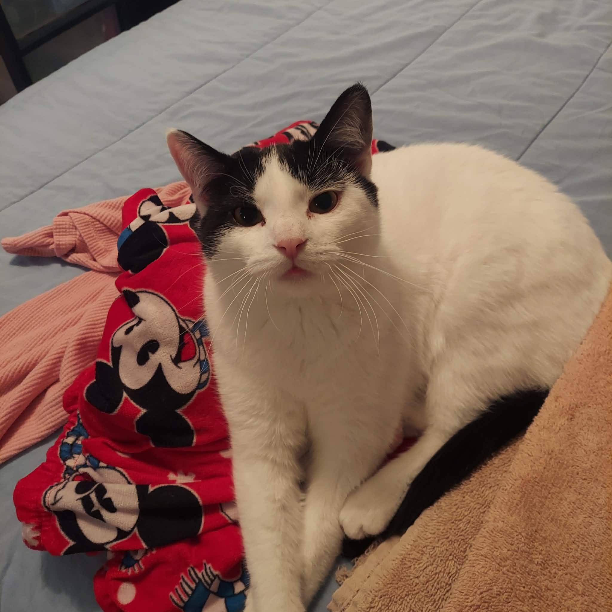 Enlarge Forrest, an adopted Domestic Short Hair in North Huntingdon, PA image 4/6