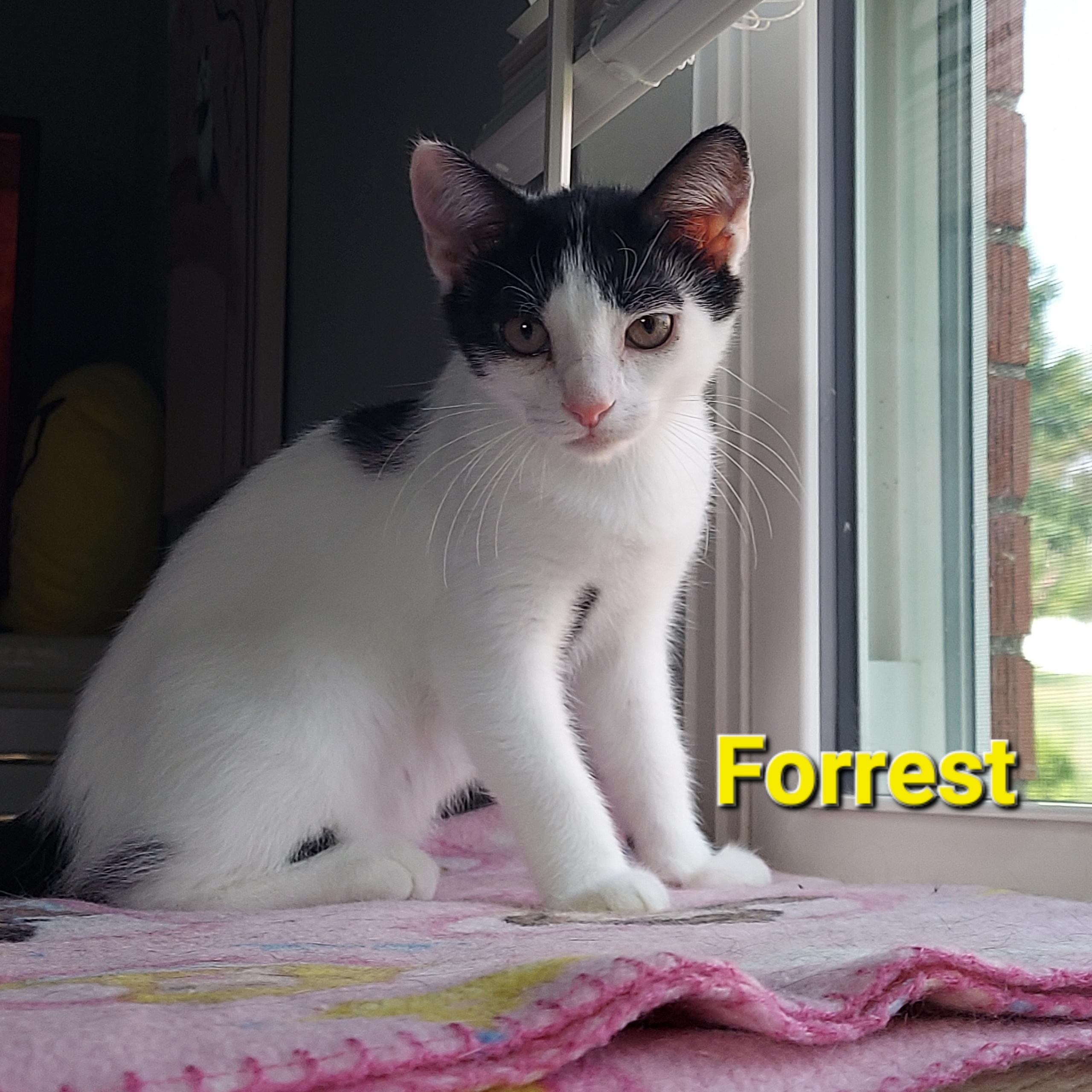 Enlarge Forrest, an adopted Domestic Short Hair in North Huntingdon, PA image 3/6