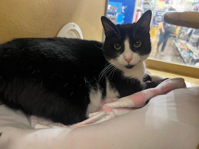 Remy Katrera, Adoptable, Adult Female Domestic Short Hair.