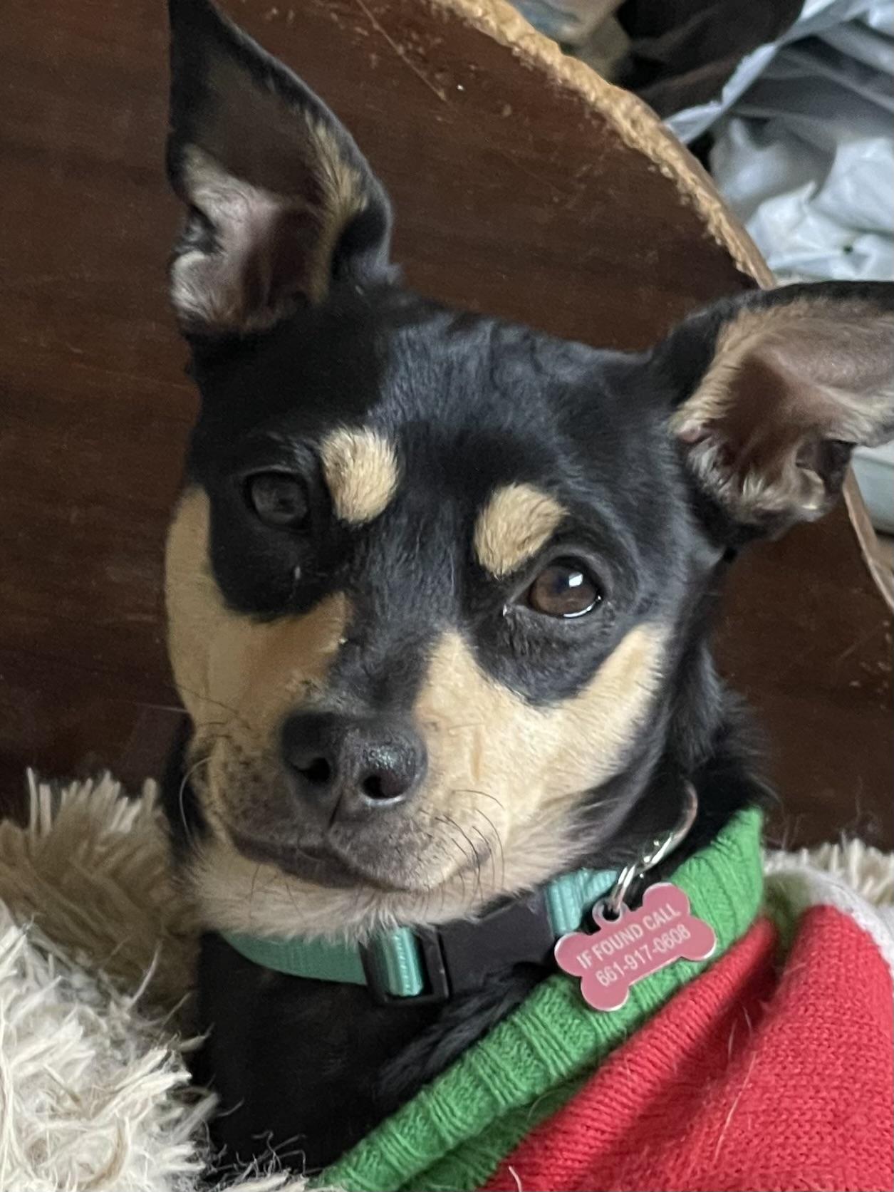Enlarge JACKSON BROWNE, a Adoptable Miniature Pinscher in Quartz Hill, CA image 1/5