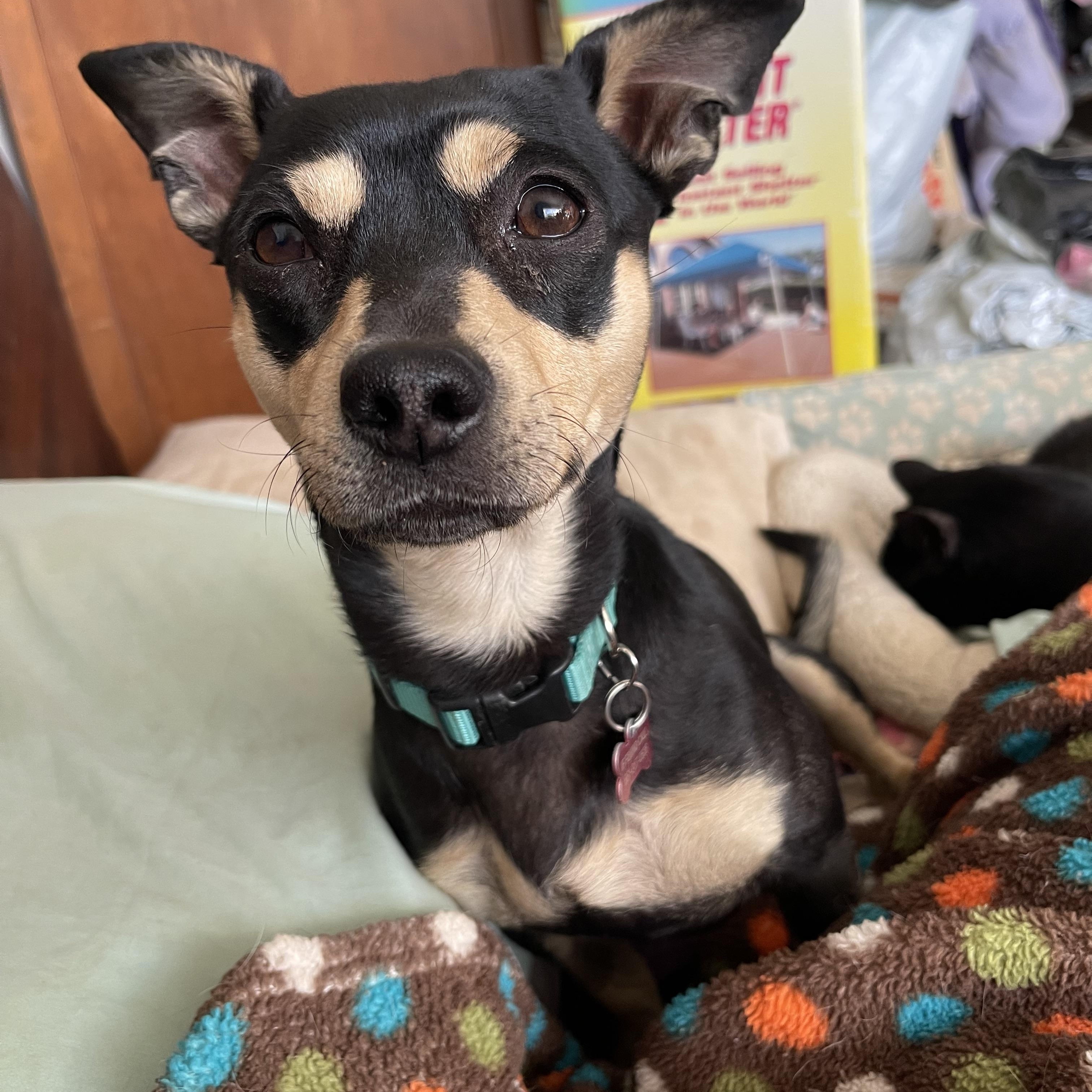 Enlarge JACKSON BROWNE, a Adoptable Miniature Pinscher in Quartz Hill, CA image 5/5