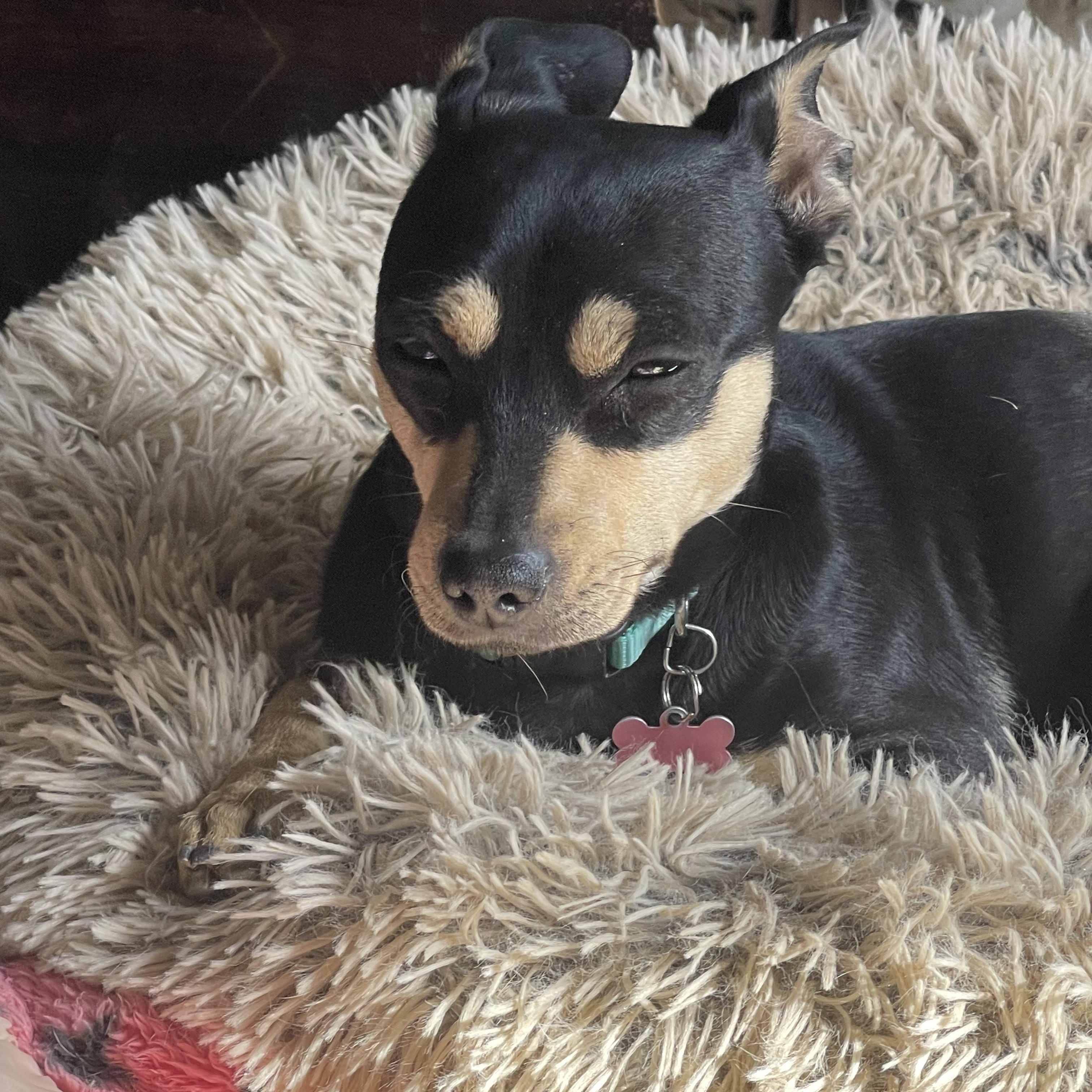 Enlarge JACKSON BROWNE, a Adoptable Miniature Pinscher in Quartz Hill, CA image 2/5