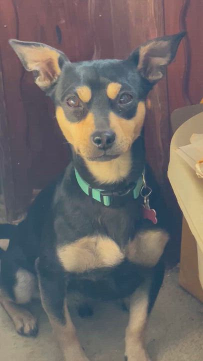 Enlarge JACKSON BROWNE, a Adoptable Miniature Pinscher in Quartz Hill, CA video 4/5