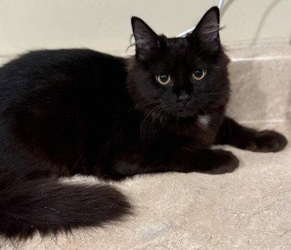 Enlarge Jive, a Adoptable Domestic Medium Hair in Midland, VA image 1/1