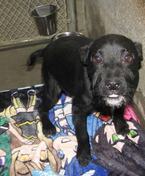 Russell, a ADOPTABLE mixed breed in Lawrenceburg, KY image 4/6