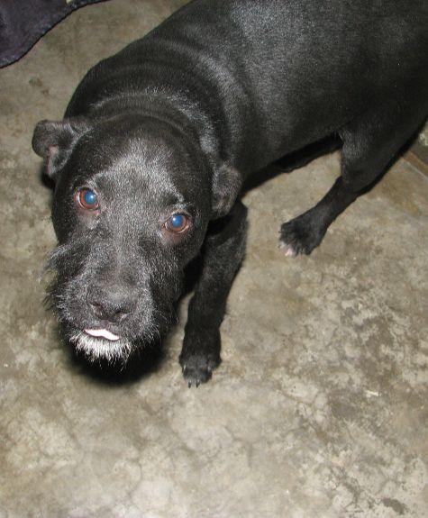 Russell, a ADOPTABLE mixed breed in Lawrenceburg, KY image 5/6