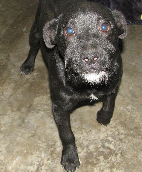 Russell, a ADOPTABLE mixed breed in Lawrenceburg, KY image 2/6