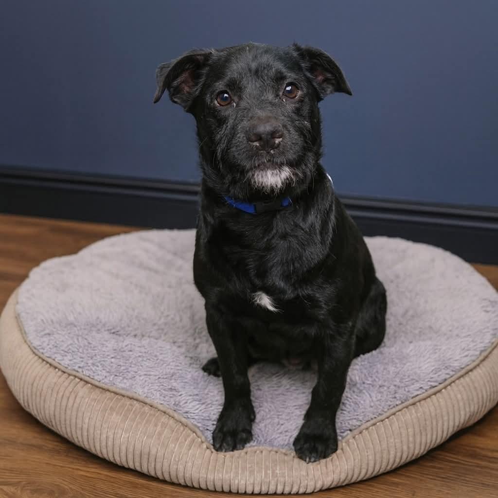 Russell, ADOPTABLE, Young Male Wirehaired Terrier & Mixed Breed.