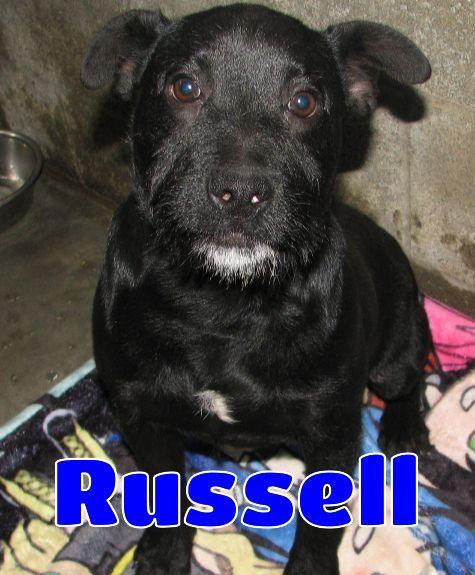 Russell, a ADOPTABLE mixed breed in Lawrenceburg, KY image 1/6