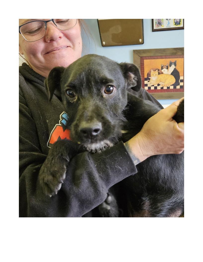 Enlarge Russell, a ADOPTABLE mixed breed in Lawrenceburg, KY image 1/1