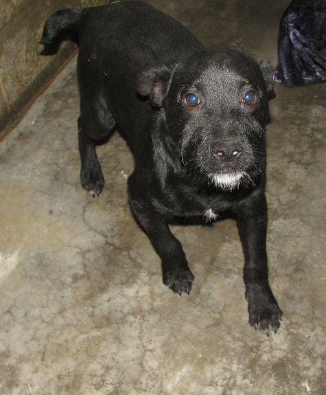 Russell, a ADOPTABLE mixed breed in Lawrenceburg, KY image 6/6