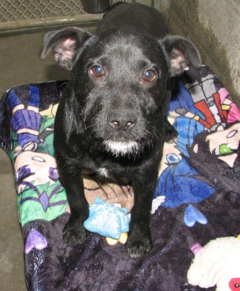 Russell, a ADOPTABLE mixed breed in Lawrenceburg, KY image 3/6