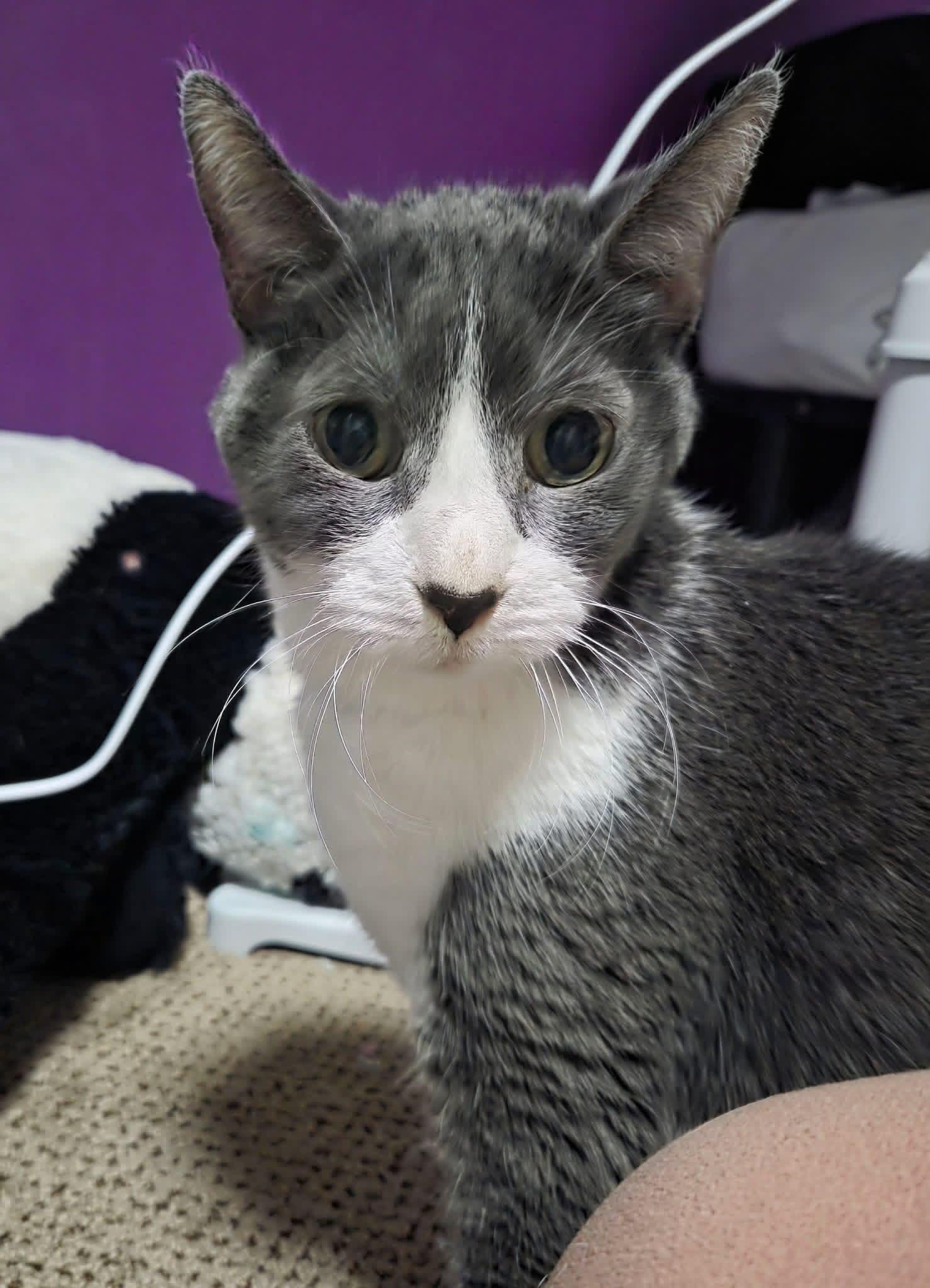 Dorothy, adopted, Senior Female Domestic Short Hair.