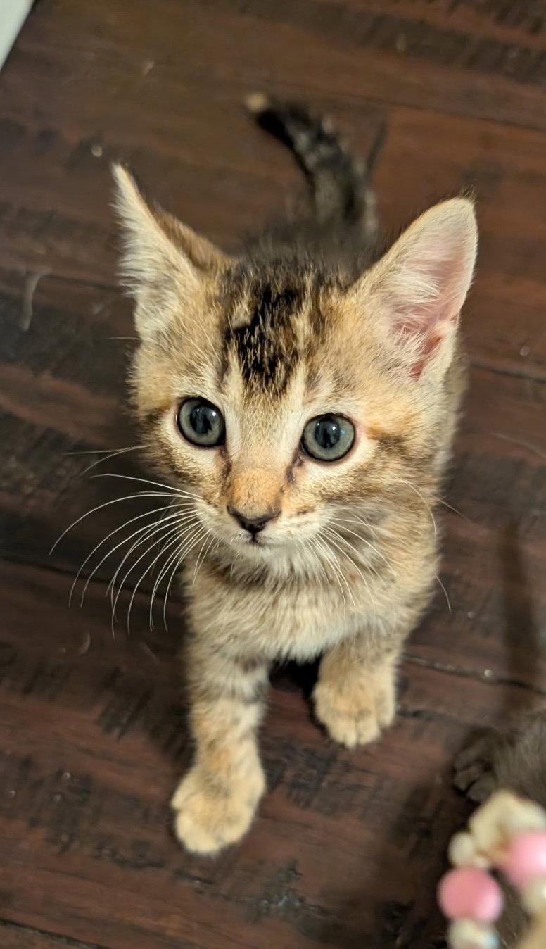 Angelica, Adopted, Kitten Female Tabby & Domestic Short Hair.