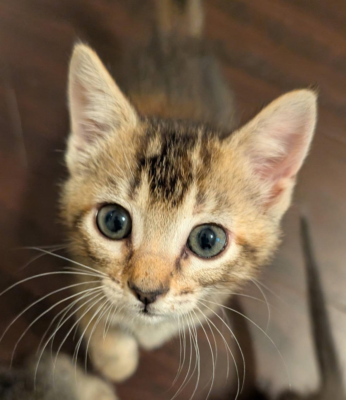 Enlarge Angelica, a Adopted mixed breed in Buford, GA image 3/3