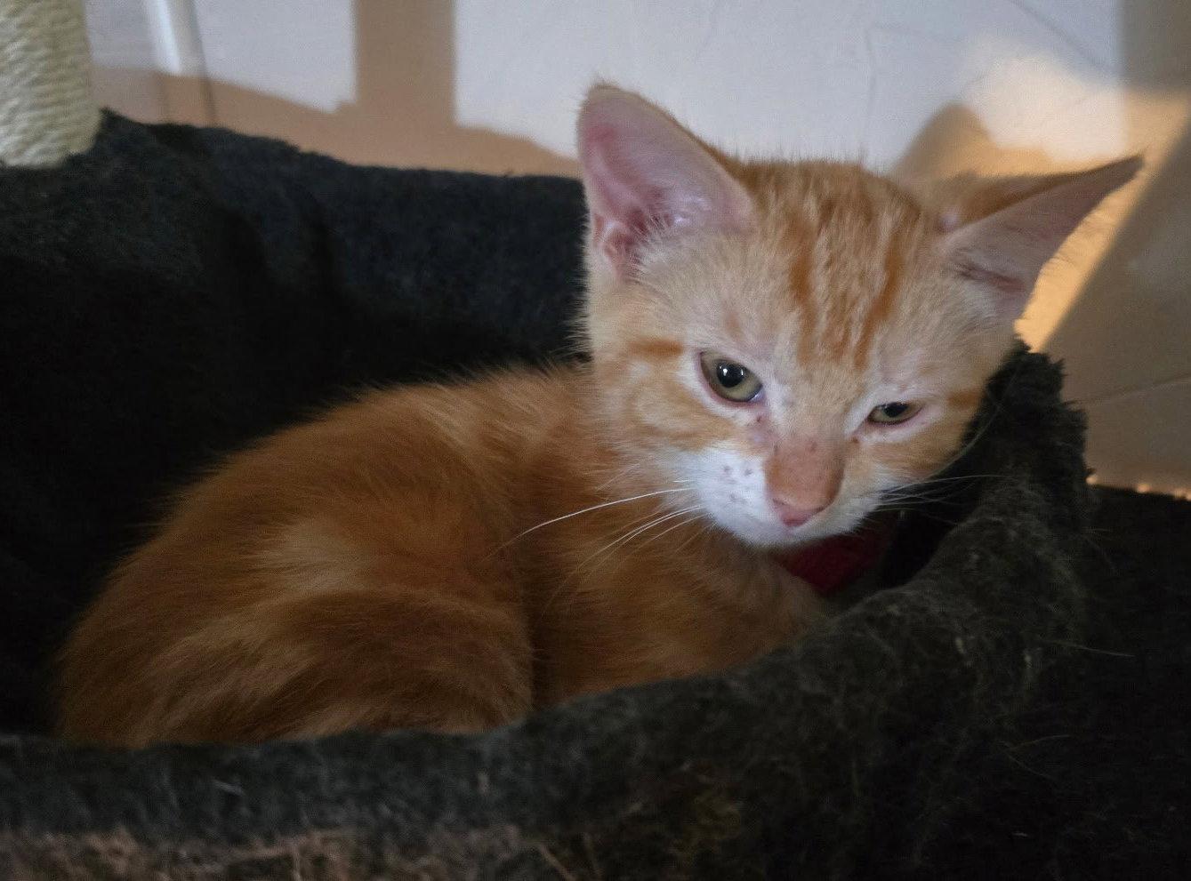 Tigger J, Adopted, Young Male Domestic Short Hair & Tabby.