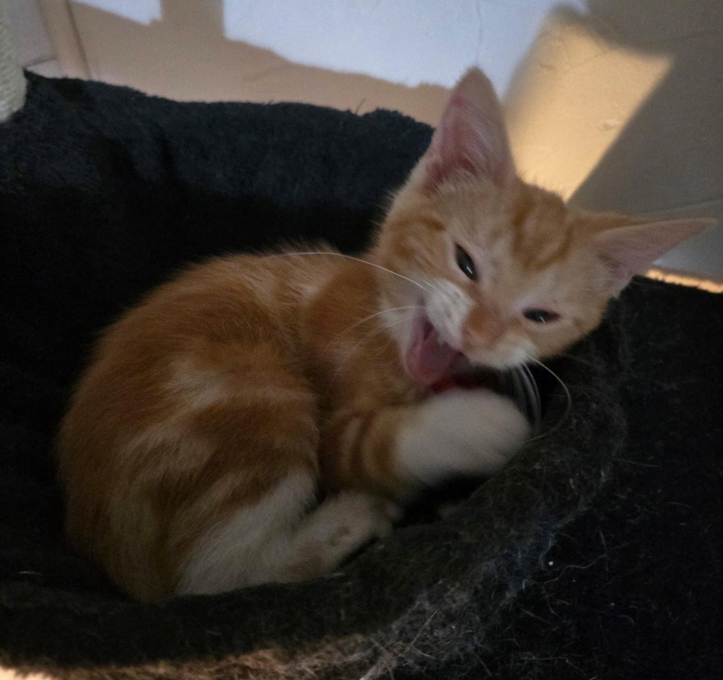 Enlarge Tigger J, a Adopted mixed breed in Frisco, TX image 2/3