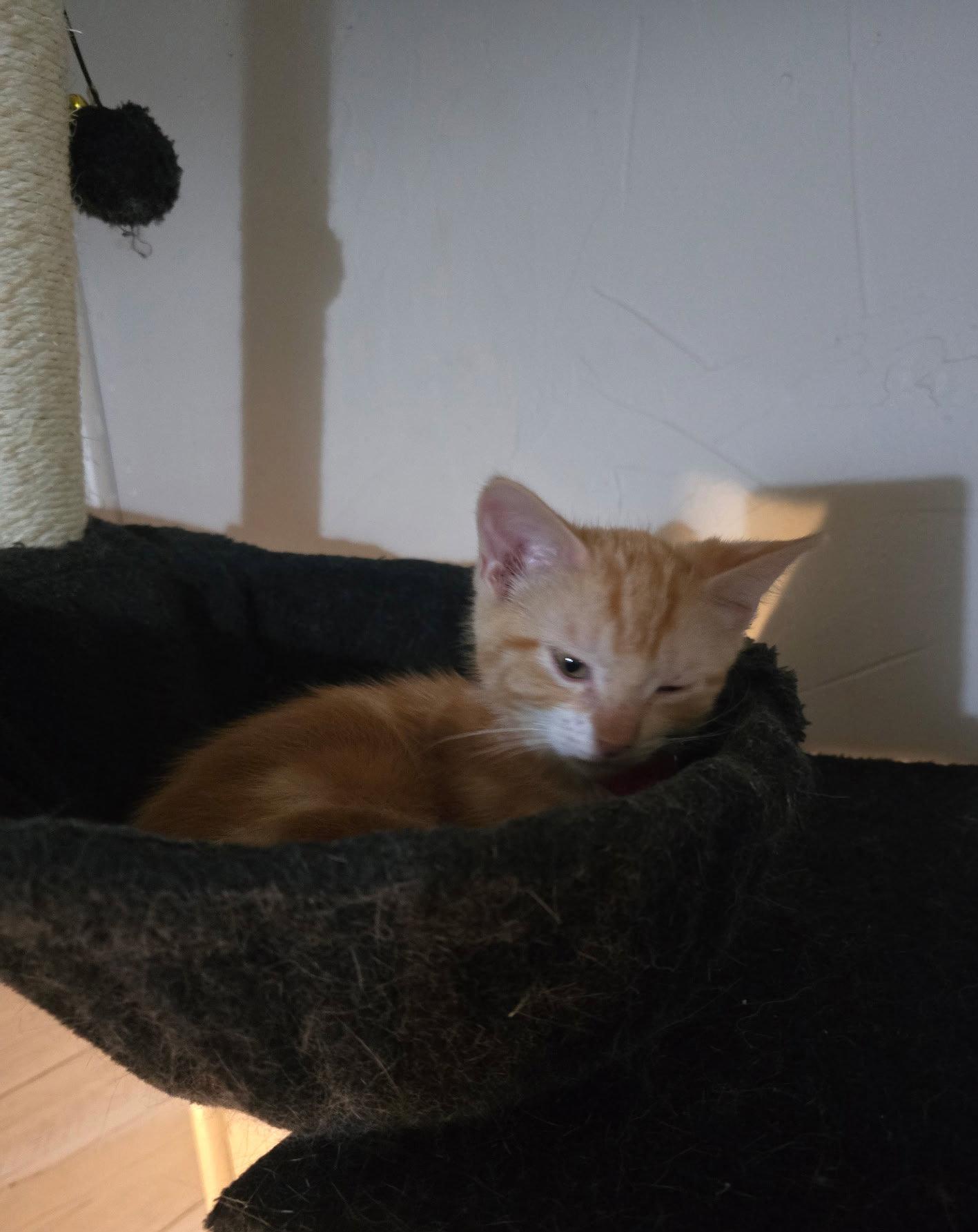 Enlarge Tigger J, a Adopted mixed breed in Frisco, TX image 3/3