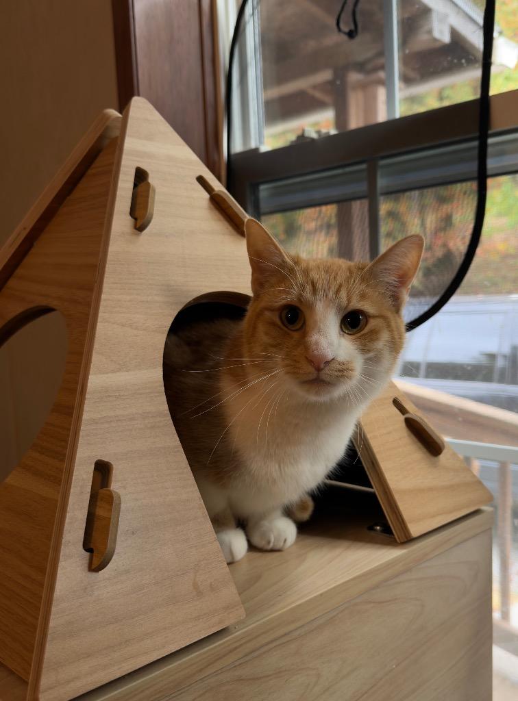 Sandy, Adoptable, Young Female Domestic Short Hair.