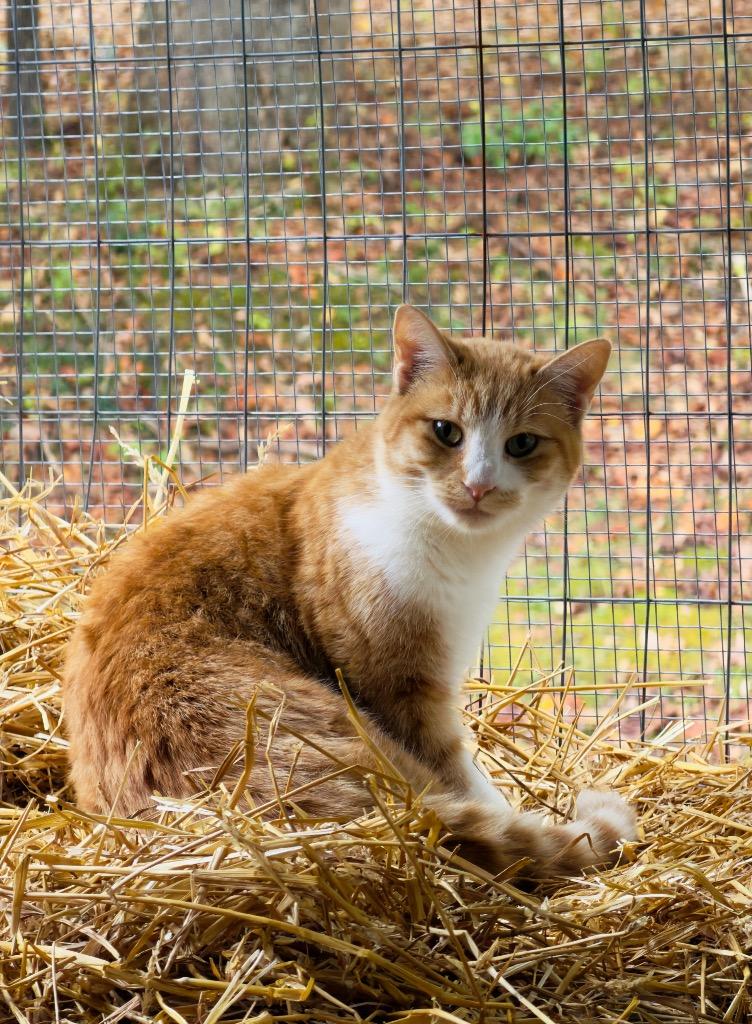 Enlarge Sandy, a Adoptable mixed breed in Parsons, WV image 3/4